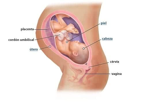 36. Hafta Hamilelik: Vücudundaki Değişiklikler ve Bebeğin Gelişimi