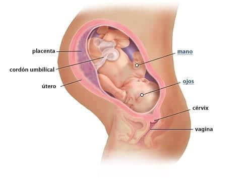 Gebeliğin 38. Haftası: Belirtiler, Kontroller ve Bebek Gelişimi