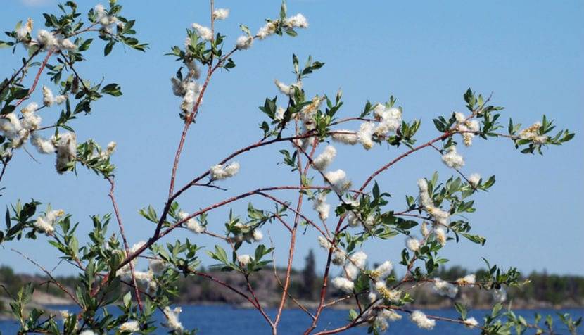 Hamilelikte Bahar Alerjisi: Belirtiler, Riskler ve Bakım